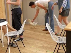 ליטפנו ברווז