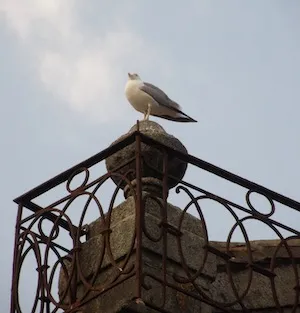 משקיף על הנוף